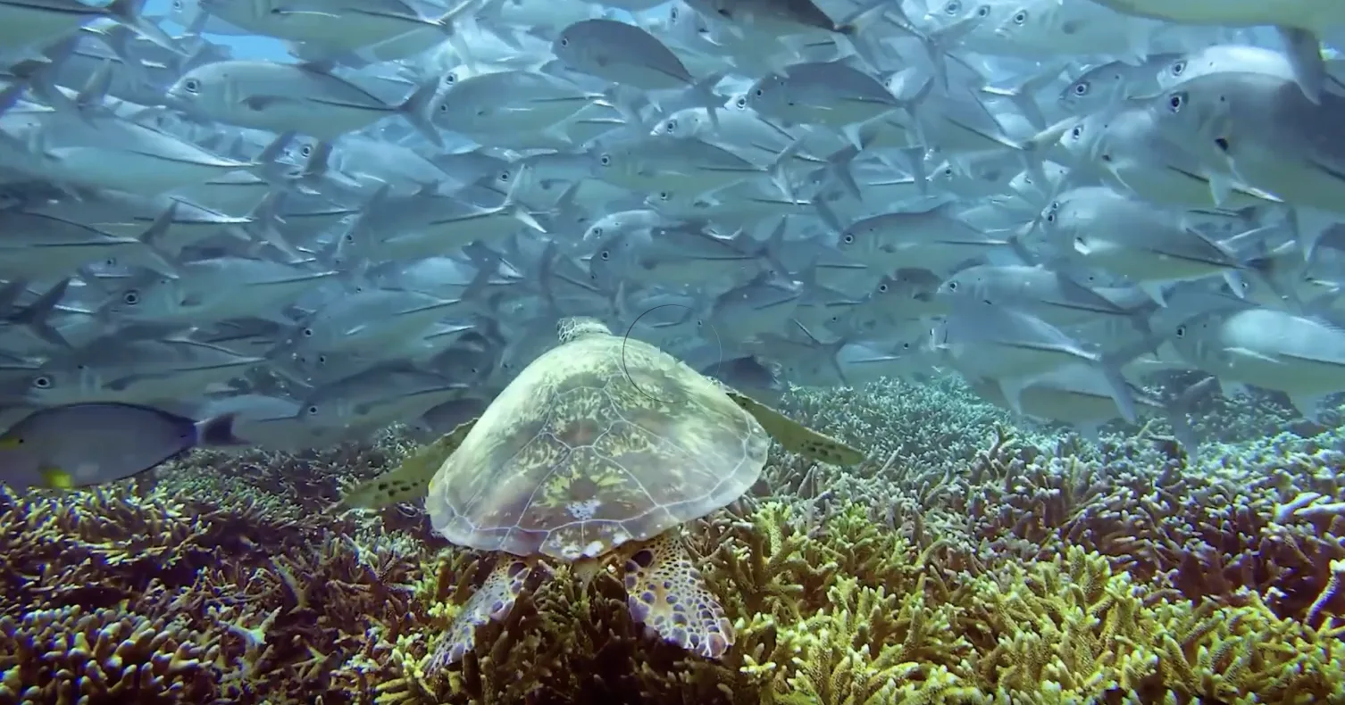 Sea turtle swimming over coral beneath a school of fish